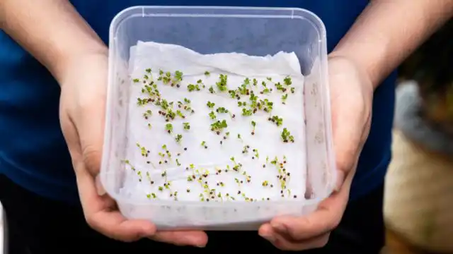 Время хранения семян в холодильнике зависит от вида и сорта, но для большинства семян многолетников 4-5 недель должно быть достаточно