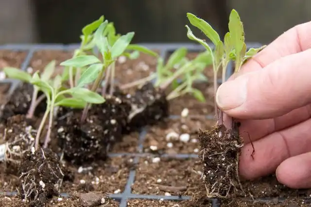 После окончания холодной стратификации вы увидите первые всходы, на этом этапе растения надо рассадить