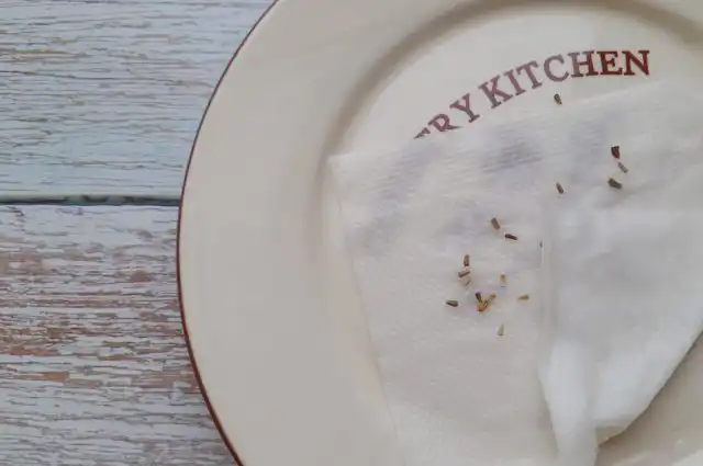 Замачивание семян в салфетках наиболее широко используется для стратификации большинства многолетников