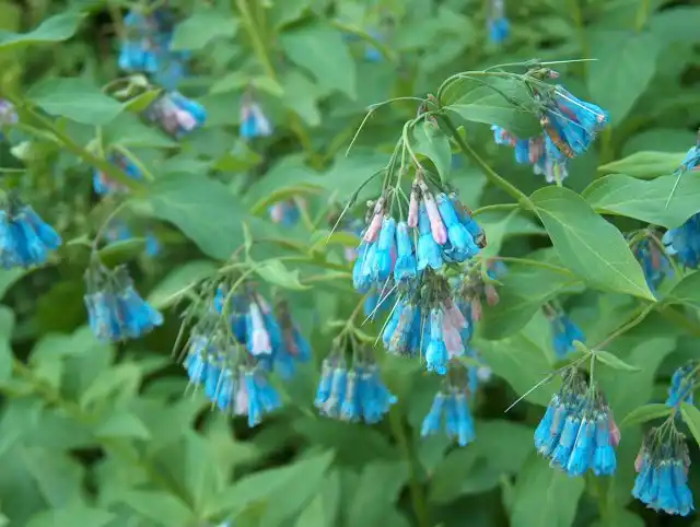 Мертензия сибирская (Mertensia sibirica) ростом повыше (до 50 см) и расти предпочитает по берегам рек и ручьёв
