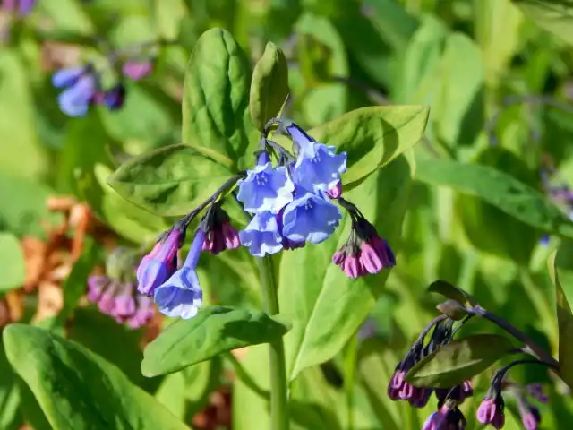 Мертензия виргинская (Mertensia virginica) в природе предпочитает сыроватые луга и берега ручьёв