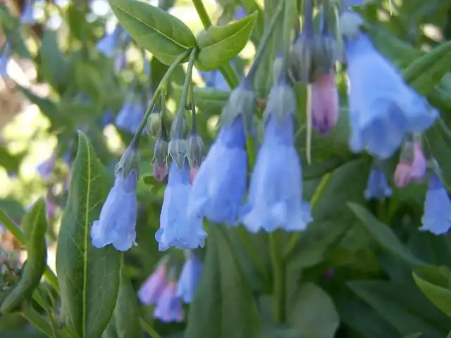 Мертензия белла (Mertensia bella) происхождением с северо-запада США, местное название - орегонская медуница