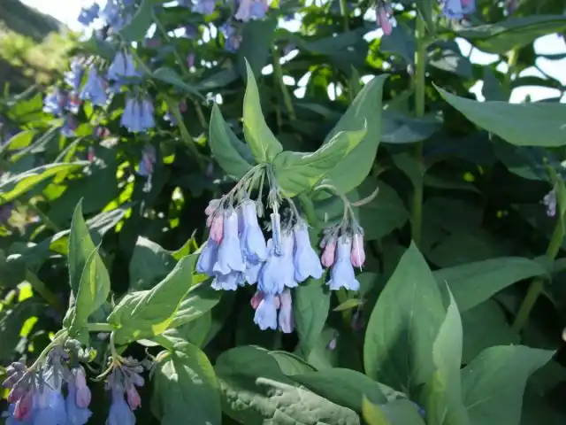 Мертензия цилиата (Mertensia ciliata) - один из самых высокорослых видов, стебли вырастают выше метра