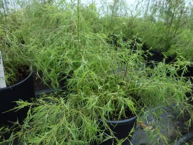 Низкорослая береза «Тростс Дварф» (Betula ’Trost’s Dwarf’) обладает ажурной, воздушной кроной