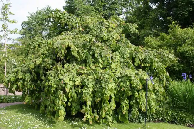 Плакучие формы лещины, например, «Пендула» (Corylus avellana 'Pendula') — отличная альтернатива плакучей иве