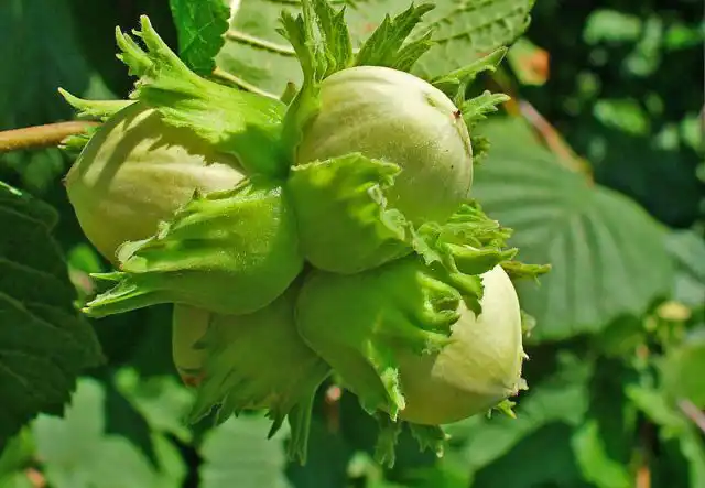 Ореховое дерево является новогодним символом Судана