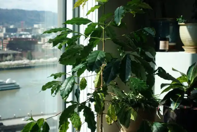 Новогодним символом в Никарагуа является кофейное дерево, чьи веточки размещают в домах, украшая интерьер