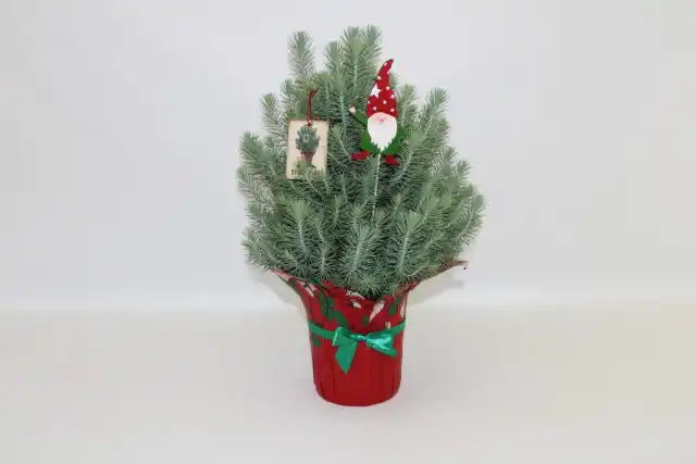 На Кубе Новый год ассоциируется с кактусами и сосной пиния