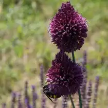 Лук шароголовый (Allium spherocephalon)