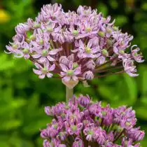 Лук черный «Пинк Перл» (Allium nigrum 'Pink Pearl')