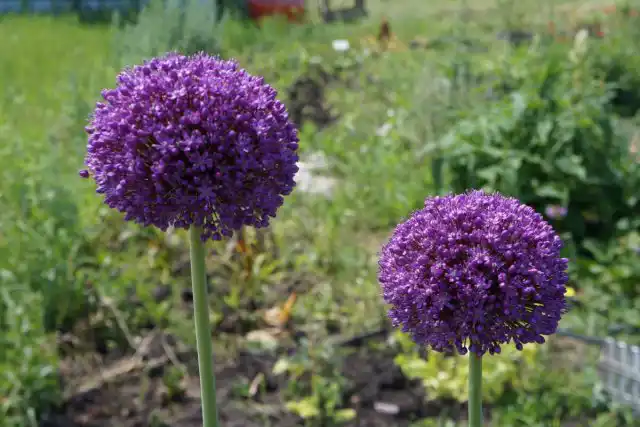 Большие шапки декоративного лука «Глоубмастер» ('Globemaster') замечательны в срезке