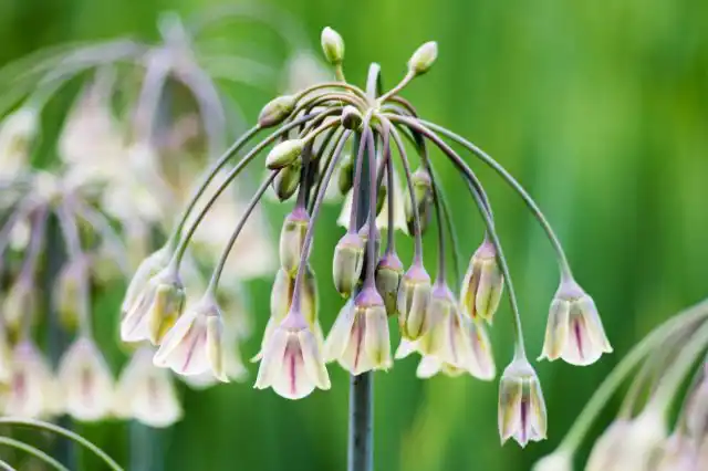 Нектароскордум или аллиум сицилийский имеет очень оригинальную гроздь из повислых колокольчиков (Allium siculum)