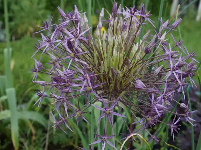 Цветочные головки лука Шуберта (Allium schubertii) похожи на фейерверк