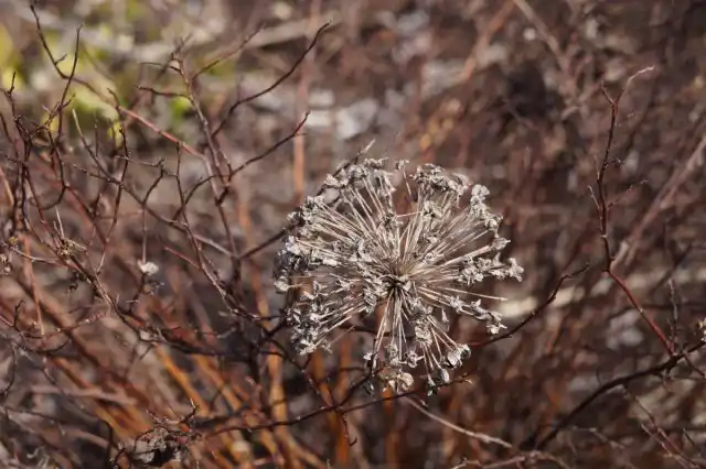 Многие садоводы считают высохшие семенные головки лука интересным декоративным элементом