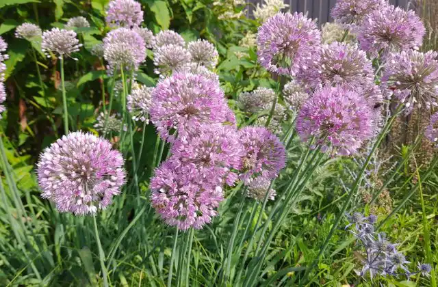 Обрезка корневых луков позволит растениям выглядеть опрятно и стимулирует вторую волну цветения