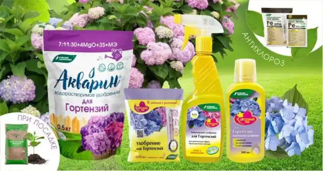 А с «Буйскими удобрениями» выращивание капризных гортензий будет более лёгким и предсказуемым.