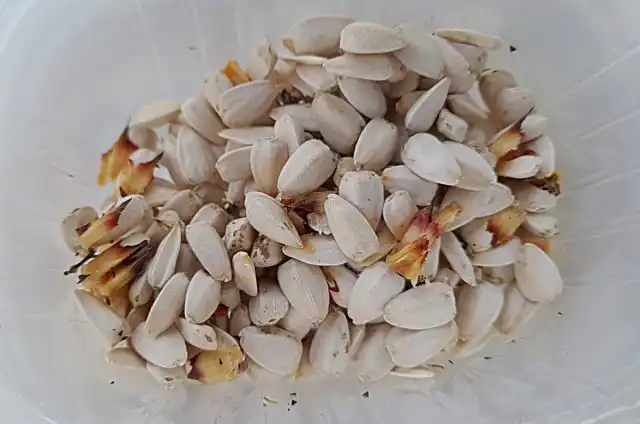 Белые семечки считаются более диетическими, их часто используют для кормления требовательных к питанию декоративных птиц
