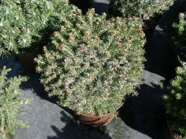 Ель канадская «Блю Планет» (Picea glauca 'Blue Planet')