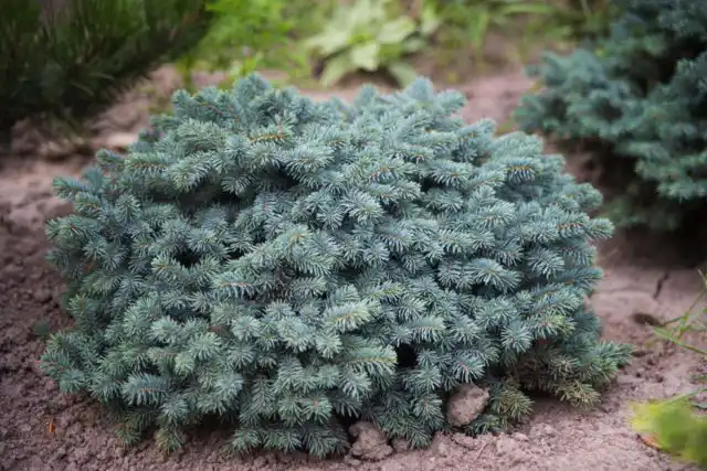 Ель колючая «Вальдбрун» (Picea pungens 'Waldbrunn')