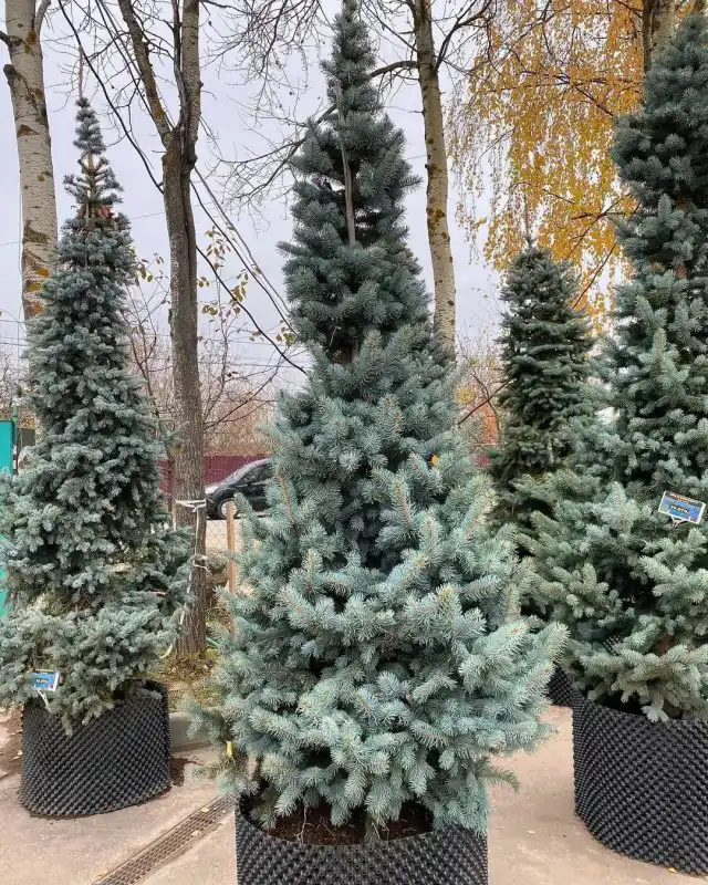 Ель колючая «Шовенхорст» (Picea pungens 'Schovenhorst')