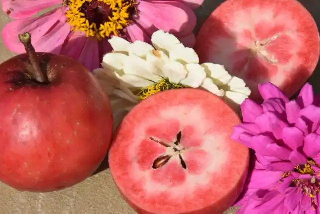 Сортосерия «Редлав» обладает малиновым цветкам, красноватым оттенкам побегов и черешков листьев, красномясыми вкусным яблокам