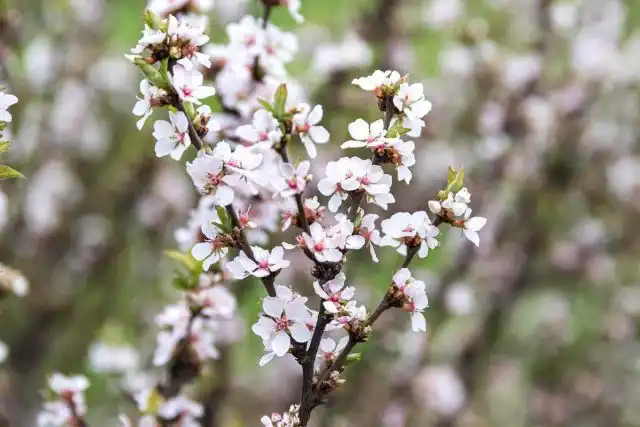 Весеннее цветение войлочной вишни подобно рассветным облакам - шаровидные кустики от самого низа до верха покрыты розоватыми цветочками