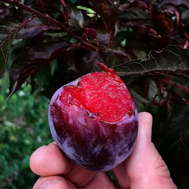 «Голливуд» (Prunus divaricata 'Hollywood') - довольно старый сорт, появившийся в США почти век назад; представляет собой крупное дерево с медно-багровыми листьями