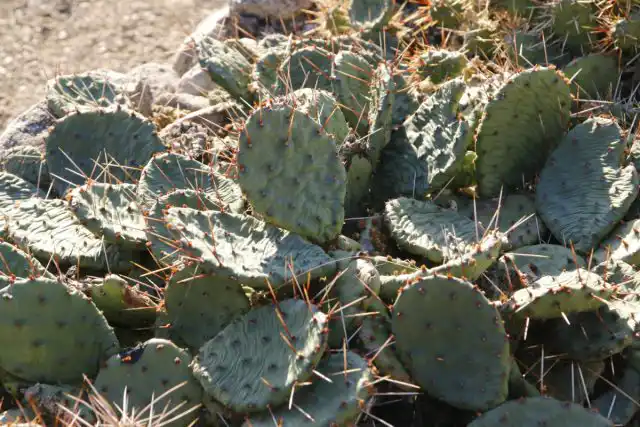 Некоторые виды, такие как опунция распростертая (Opuntia Humifusa), морозоустойчивы даже в средней полосе