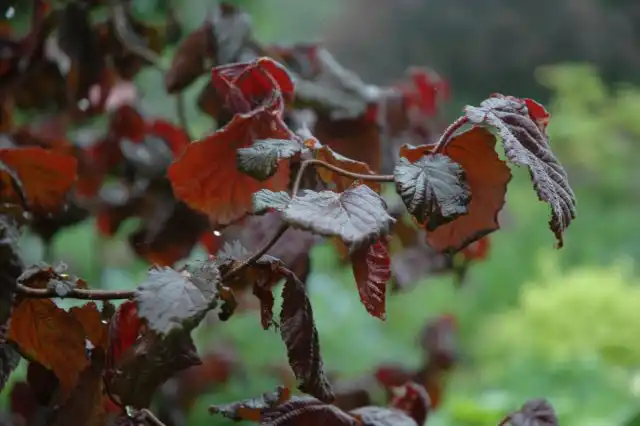 Лещина «Ред Маджестик» (Corylus avellana 'Red Majestic')