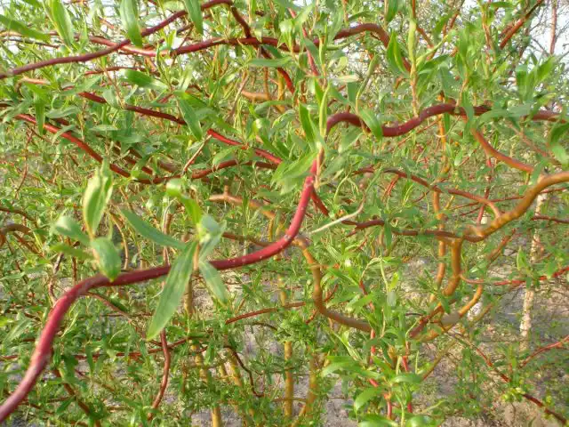 Ива Матсудана тортуоза (Salix matsudana var. Tortuosa)
