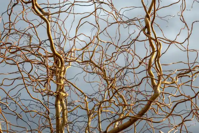 Ива вавилонская (Salix babylonica var. Tortuosa)