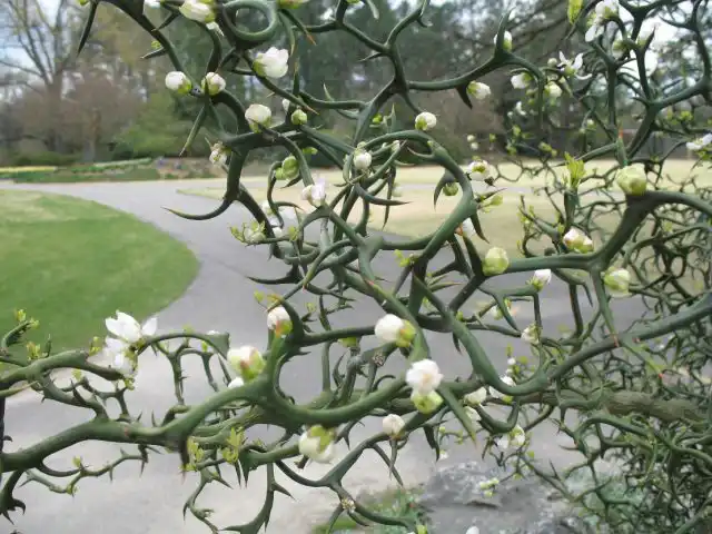 Понцирус трёхлисточковый «Флаинг Драгон» (Poncirus trifoliata 'Flying Dragon')