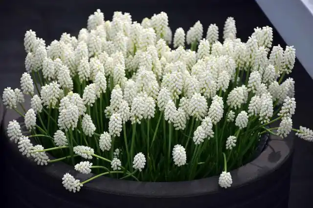 Миниатюрные мускари (Muscari) очаровывают красотой, приятным запахом и простотой в уходе