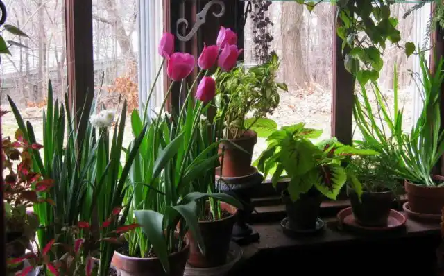 Красочные тюльпаны (Tulipa) станут отличным сезонным украшением любого дома и даже самых маленьких квартир