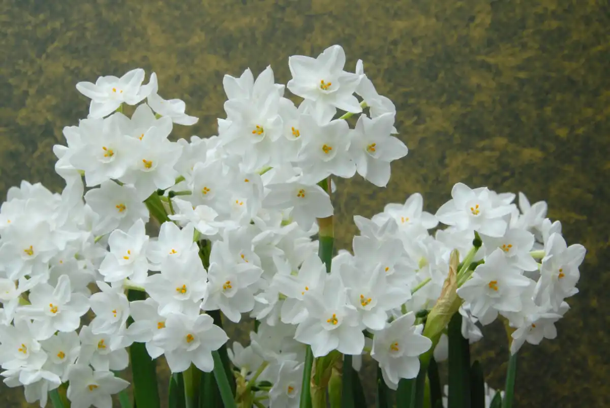 Потрясающий вид создаст целый контейнер крокусов (Crocus)