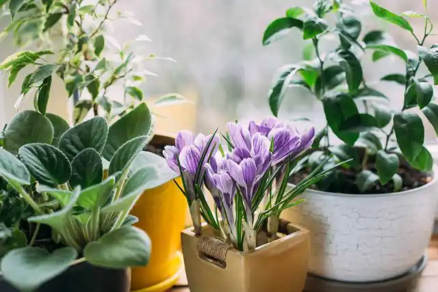 Прекрасный миниатюрный ирис сетчатый (Iris reticulata) украсит небольшие пространства