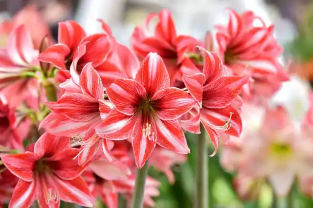 Гиппеаструм (Hippeastrum) славится крупными, эффектными цветами, усеивающими верхушки прочных стеблей