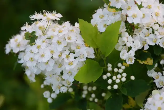 Спирея дубравколистная (Spiraea chamaedryfolia)