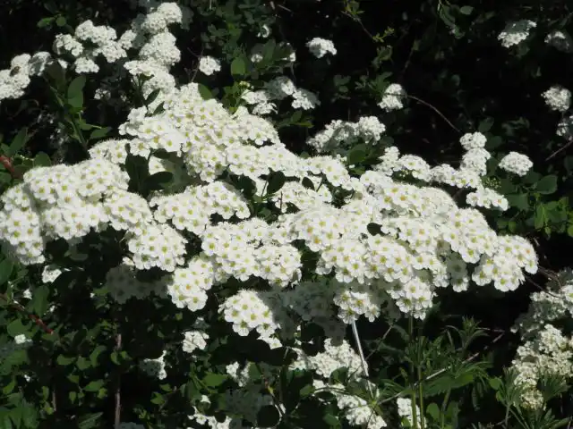 Спирея ниппонская (Spiraea nipponica)