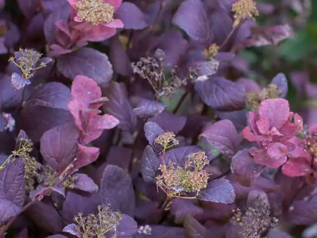 Спирея берёзолистная «Пинк Спарклер» (Spiraea betulifolia 'Pink Sparkler')