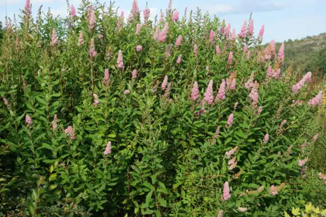 Спирея Билларда «Триумфанс» (Spiraea x billardii 'Triumphans')