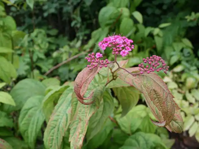 Спирея японская «Макрофилла» (Spiraea japonica 'Macrophylla')