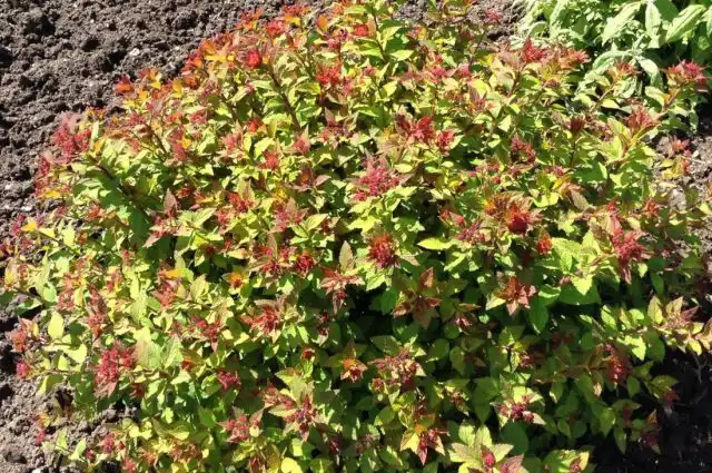 Спирея японская «Спарклинг Шампейн» (Spiraea japonica 'Sparkling Champagne')