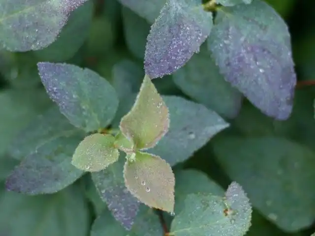 Спирея японская «Дабл Плей Блу Казу» (Spiraea japonica 'Double Play Blue Kazoo')