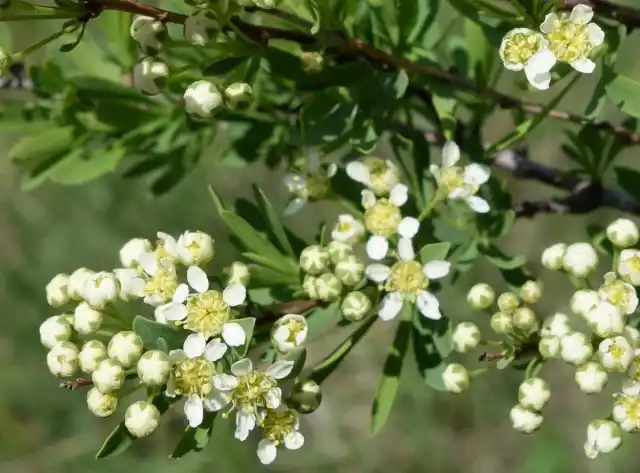 Спирея зверобоелистная (Spiraea hypericifolia)