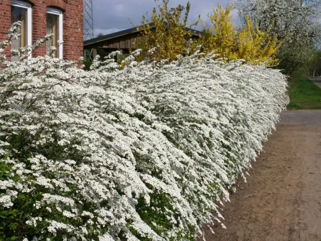 Спирея серая «Грефшейм» (Spiraéa ×cinérea 'Grefsheim')