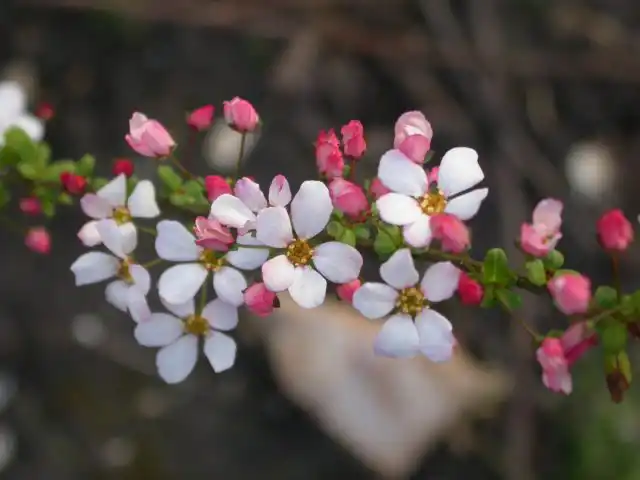 Спирея Тунберга «Фуджио Пинк» (Spiraea thunbergii 'Fujino Pink')