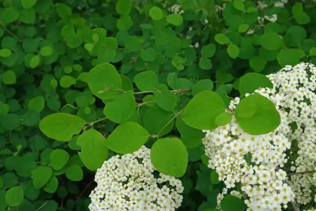 Спирея аргута (Spiraea x arguta)