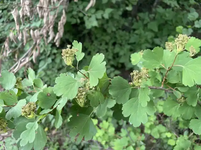 Спирея трёхлопастная (Spiraea trilobata)