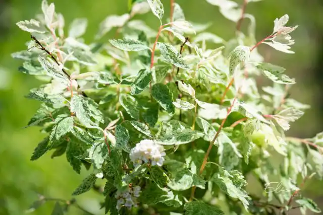 Спирея Вангутта «Пинк Айс» (Spiraea x vanhouttei 'Pink Ice')